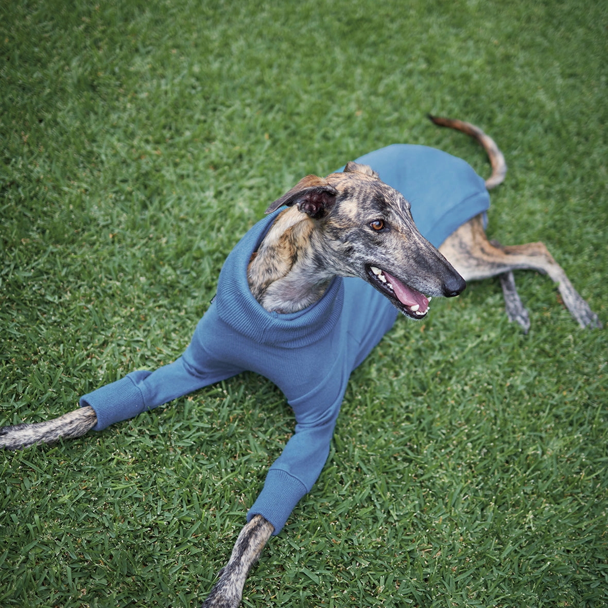 Greyhound Knit Jumper - Brighton