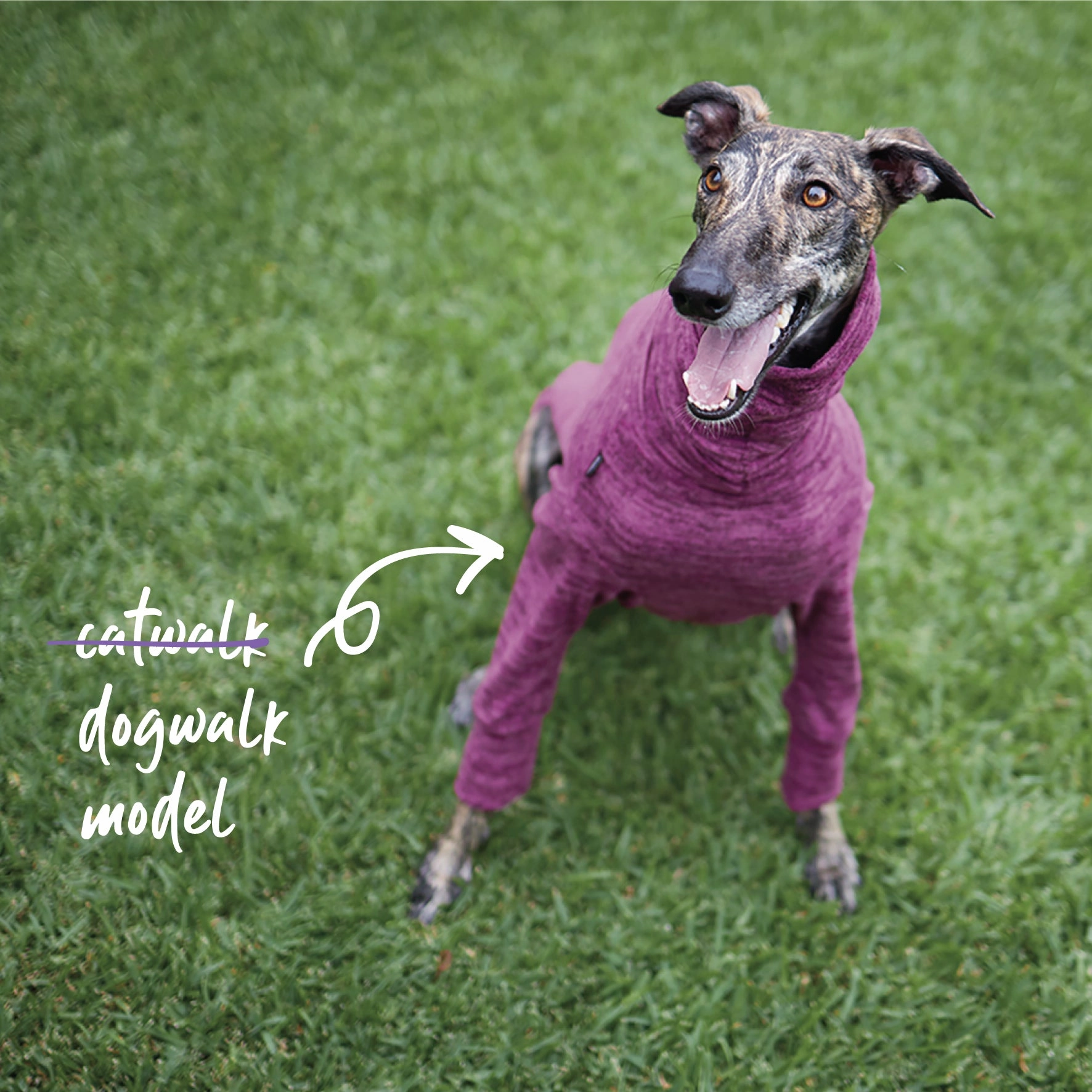 Greyhound Softie Jumper - Mulberry