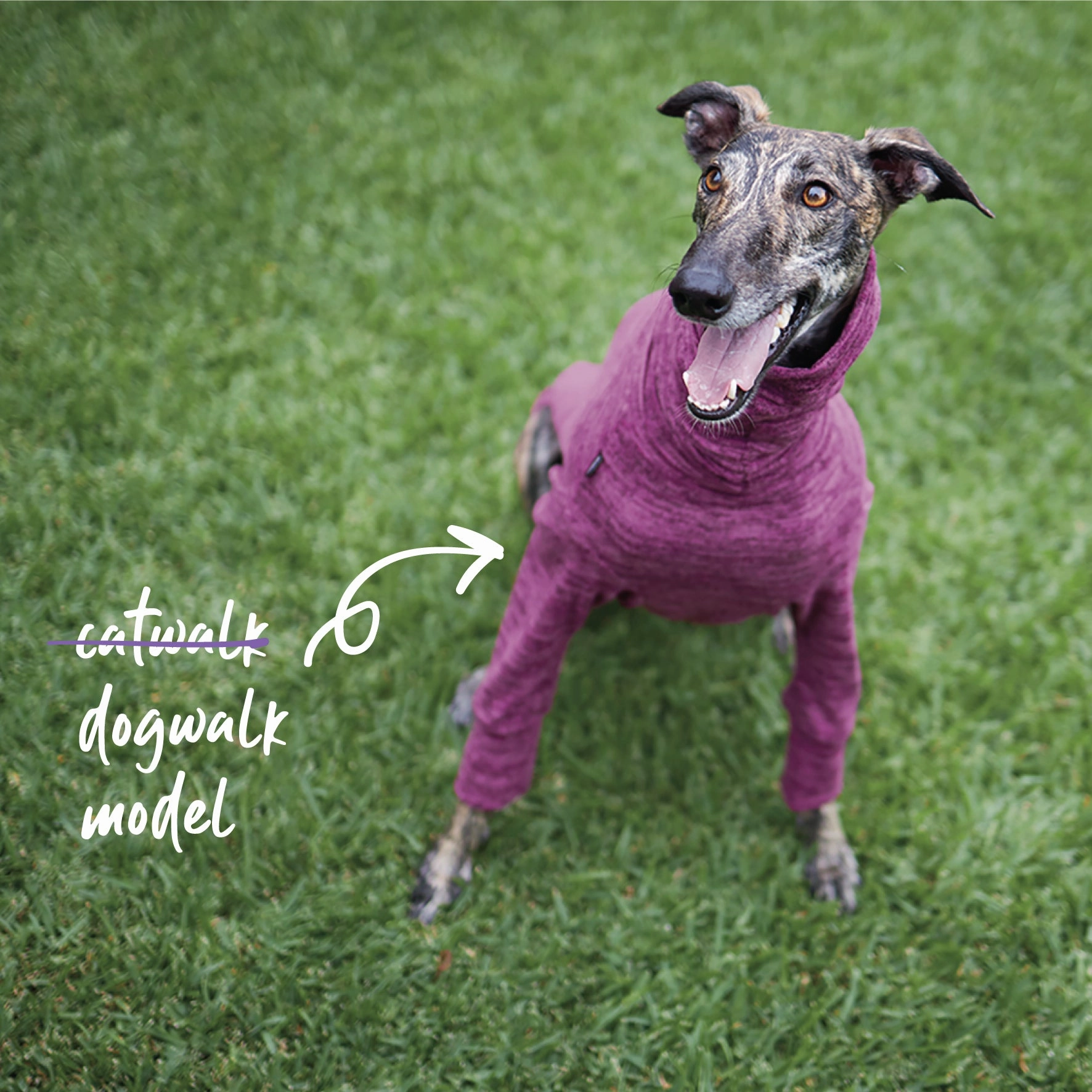 Greyhound Softie Jumper - Mulberry