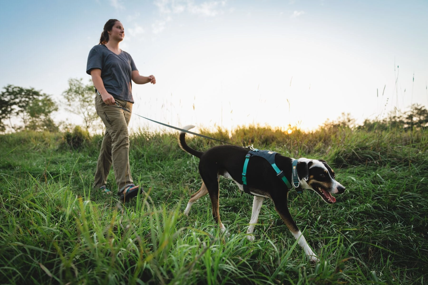 Hi & Light? Lightweight Dog Harness