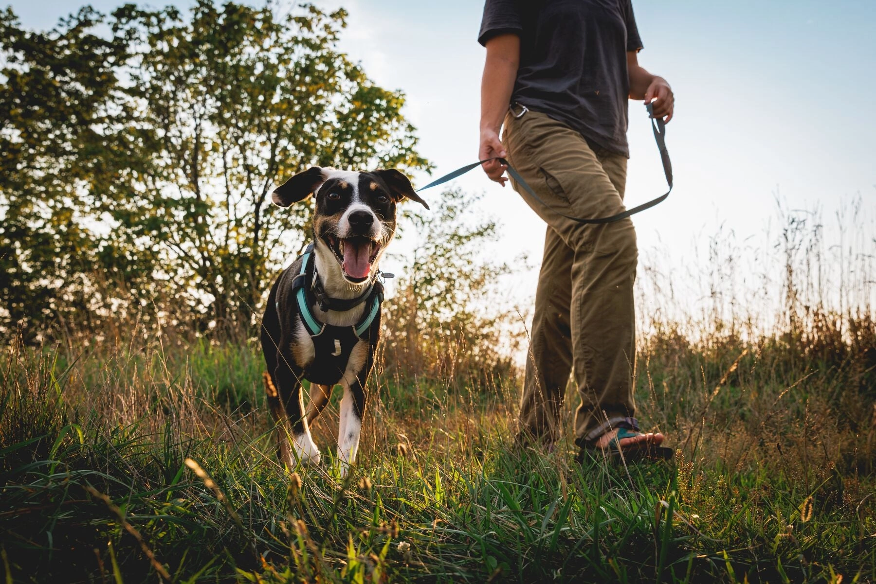 Hi & Light? Lightweight Dog Harness