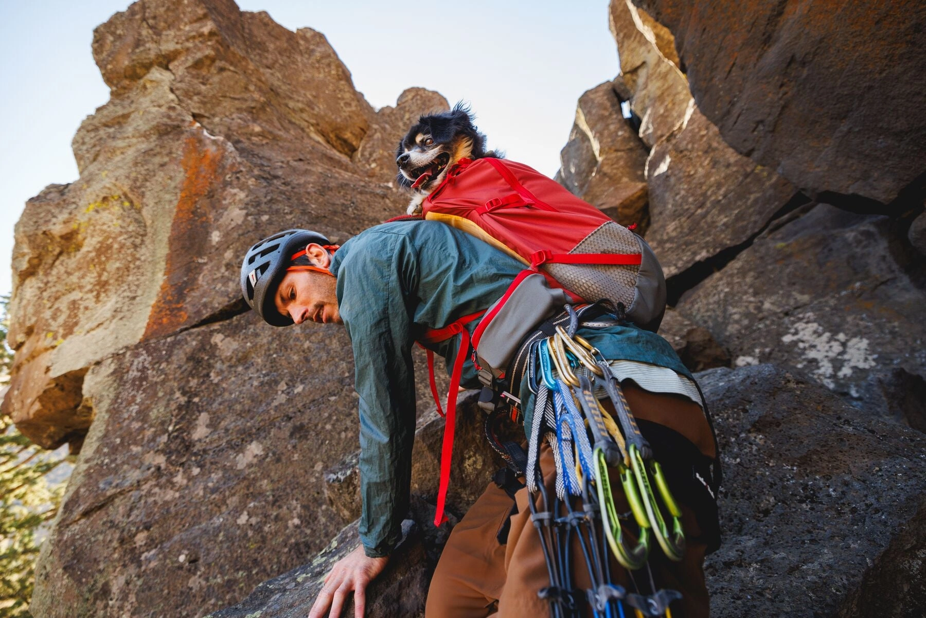 Hitch Hiker? Dog Backpack Carrier