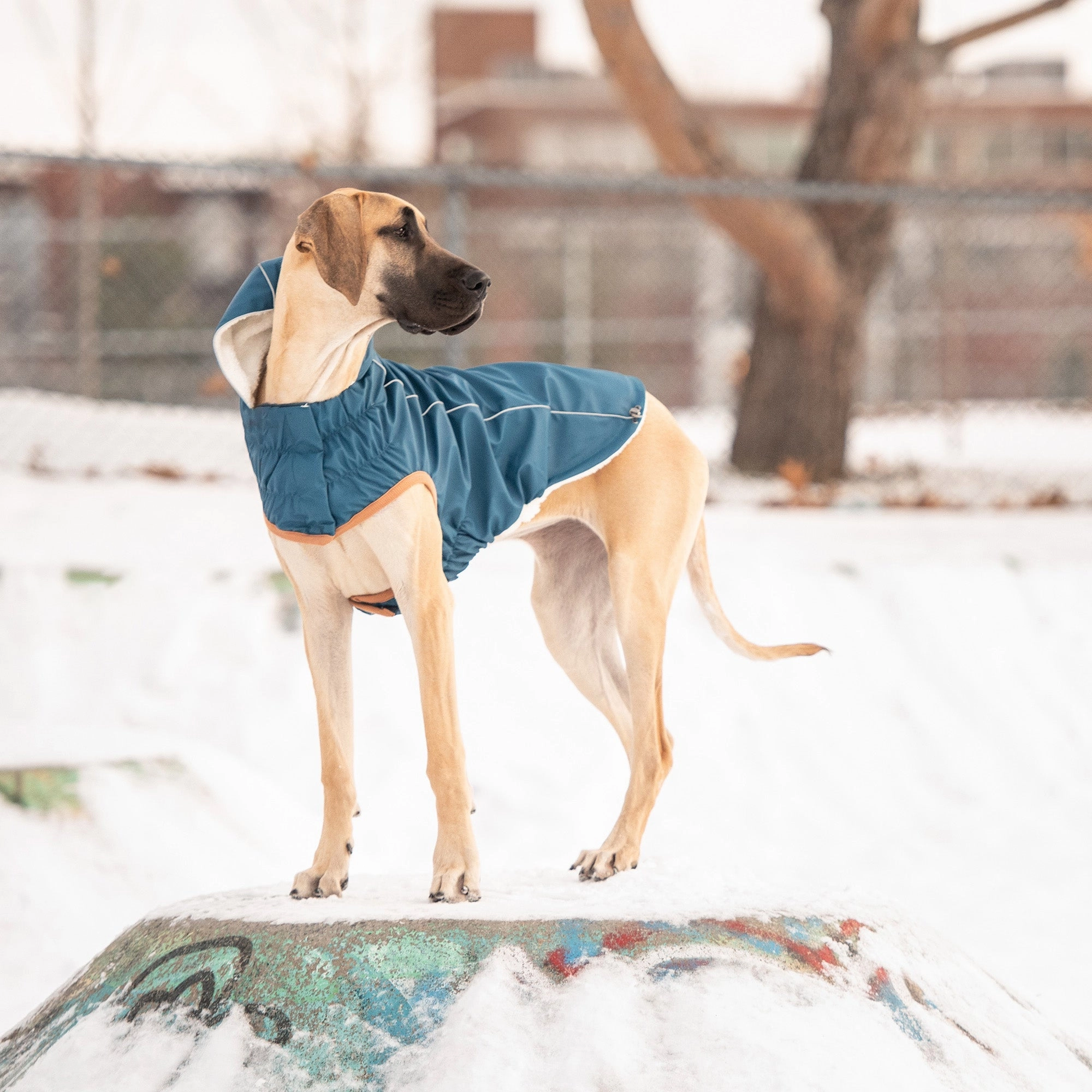 Insulated Waterproof Dog Winter Raincoat - Dark Blue
