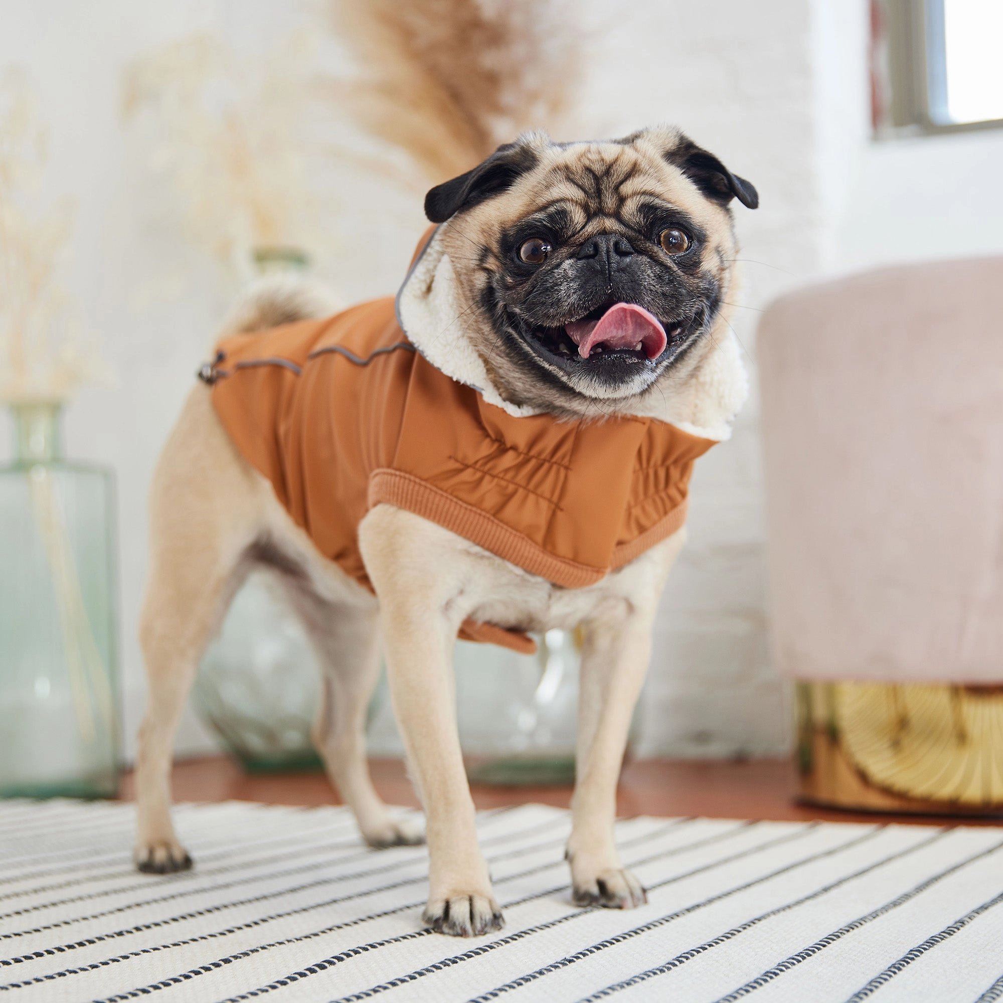 Insulated Waterproof Dog Winter Raincoat - Hazel