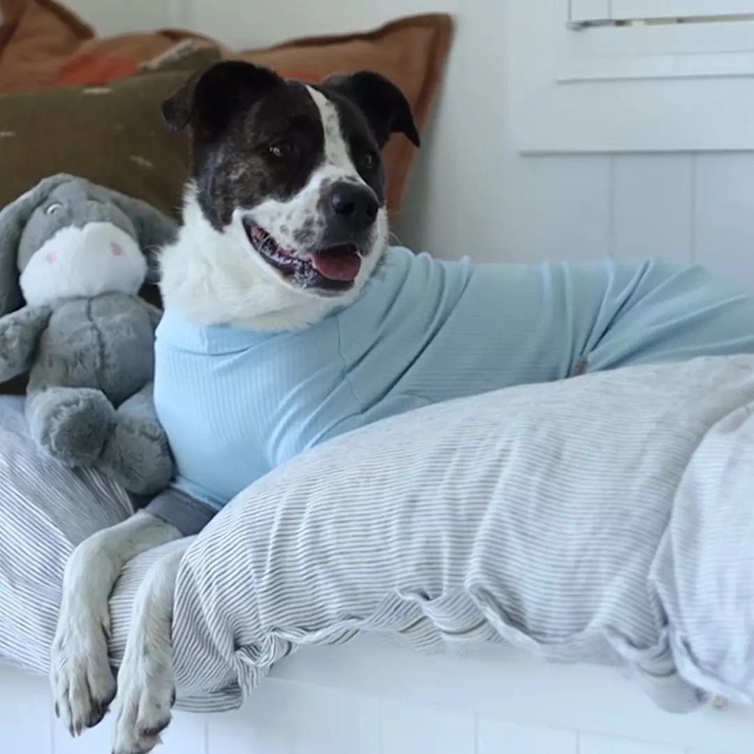 Long John Dog Pyjamas - Blue