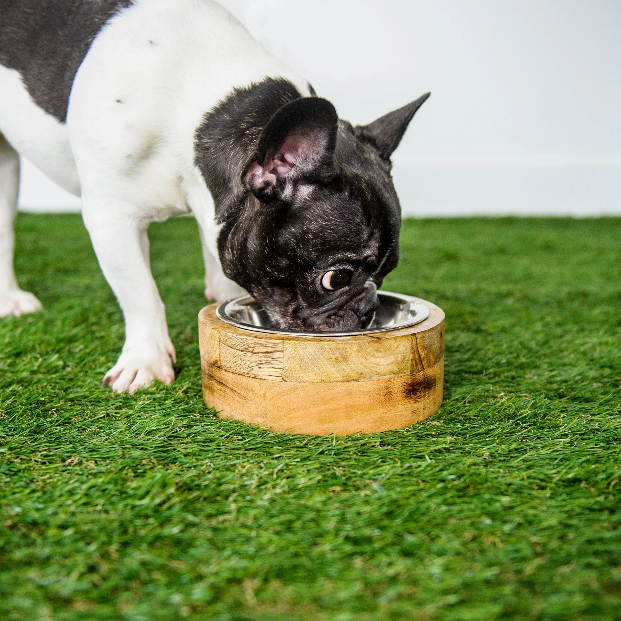 Mango Wood Dog Bowl Single