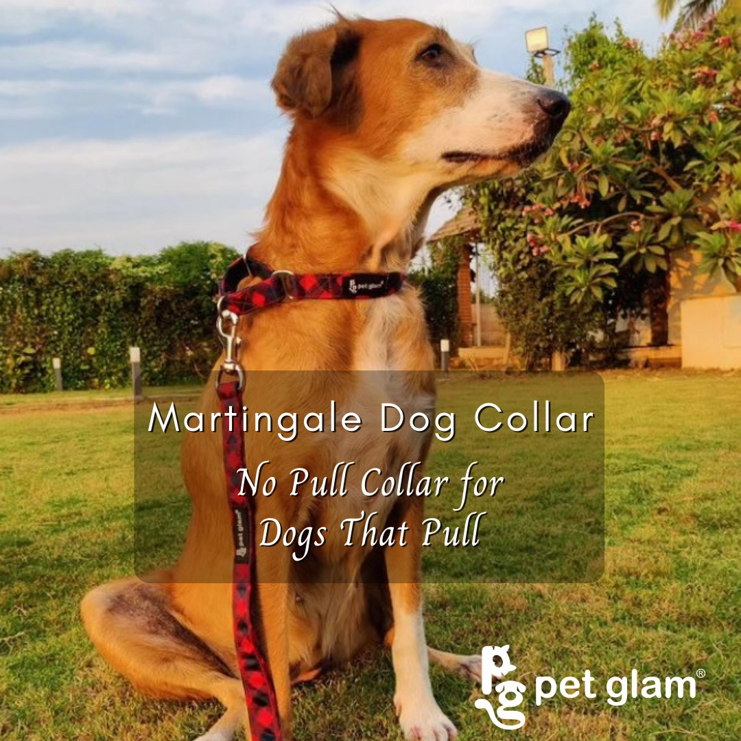 Martingale Dog Collar-BLAZE