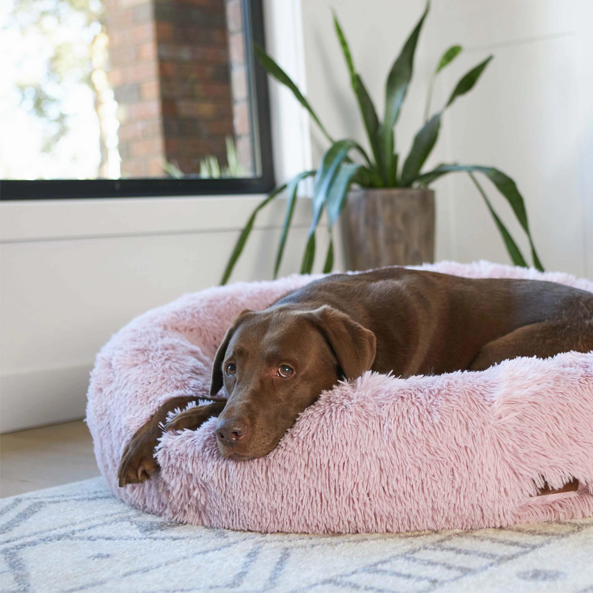 Peacock Dog Bed - Rose