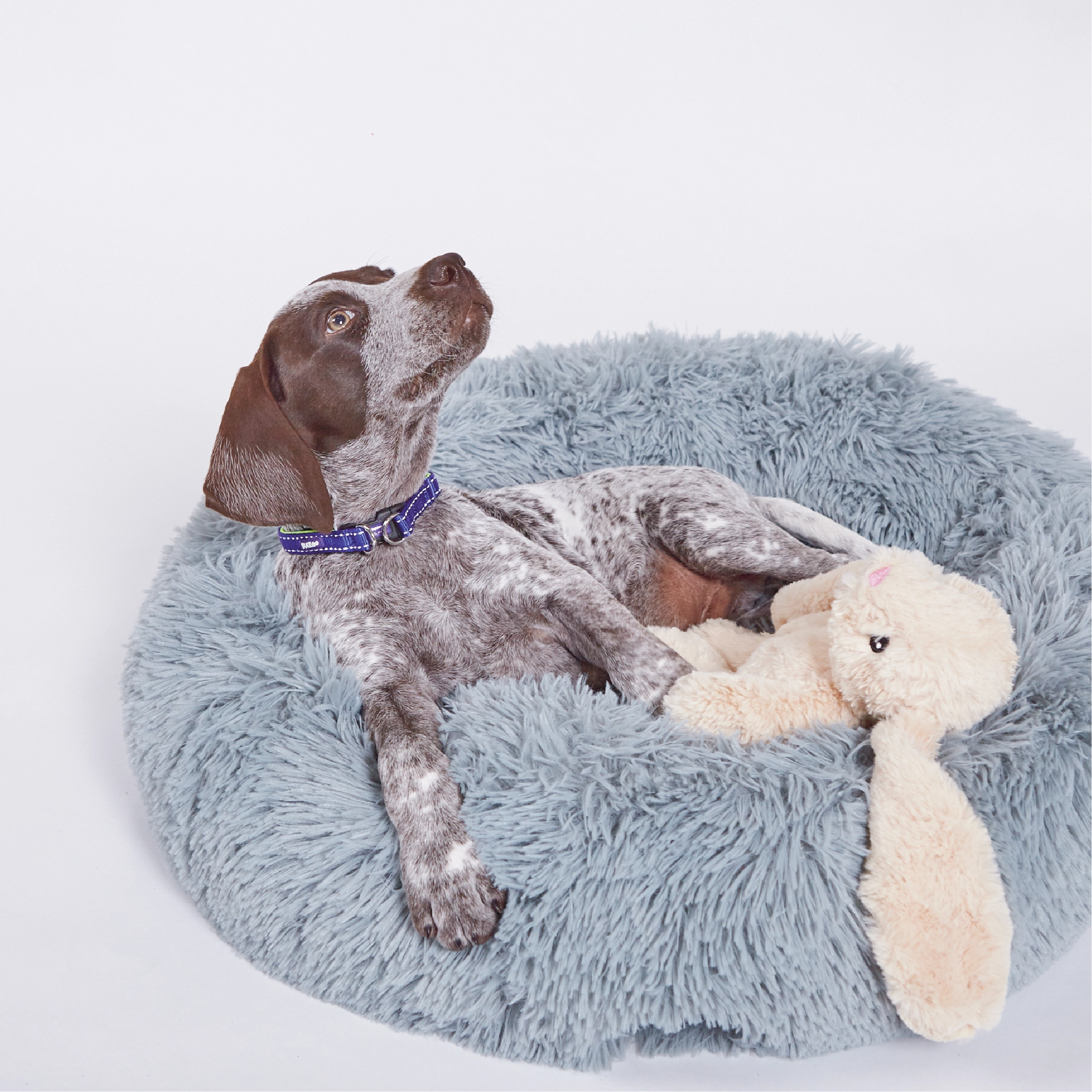 Peacock Dog Bed - Seafoam