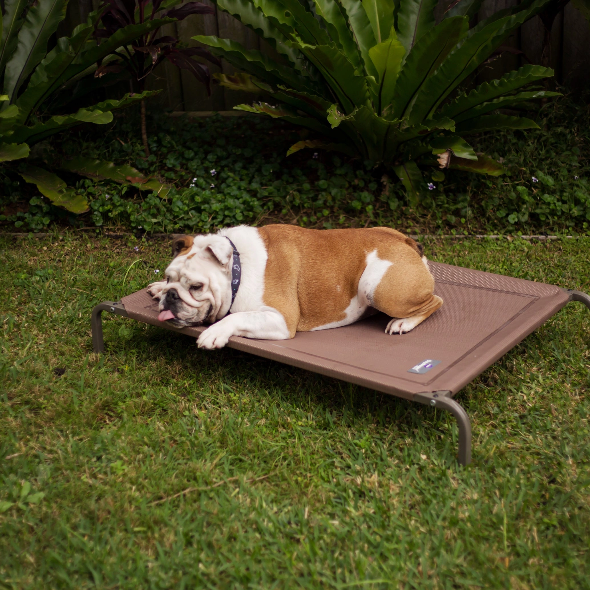 Premium Outdoor Dog Bed