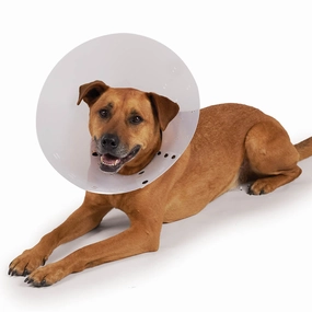 RECOVERY COLLARS