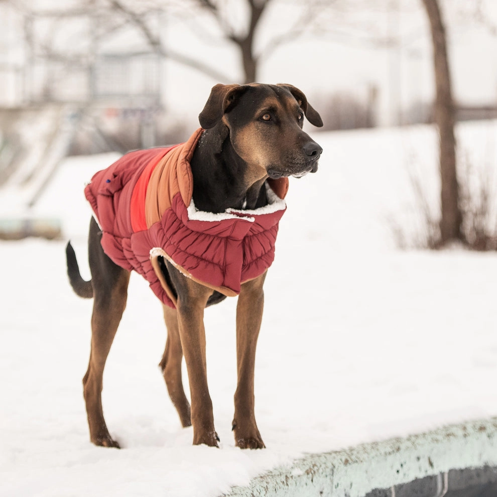 Retro Puffer Dog Coats - Sherpa Lined Water Resistant Dog Coat