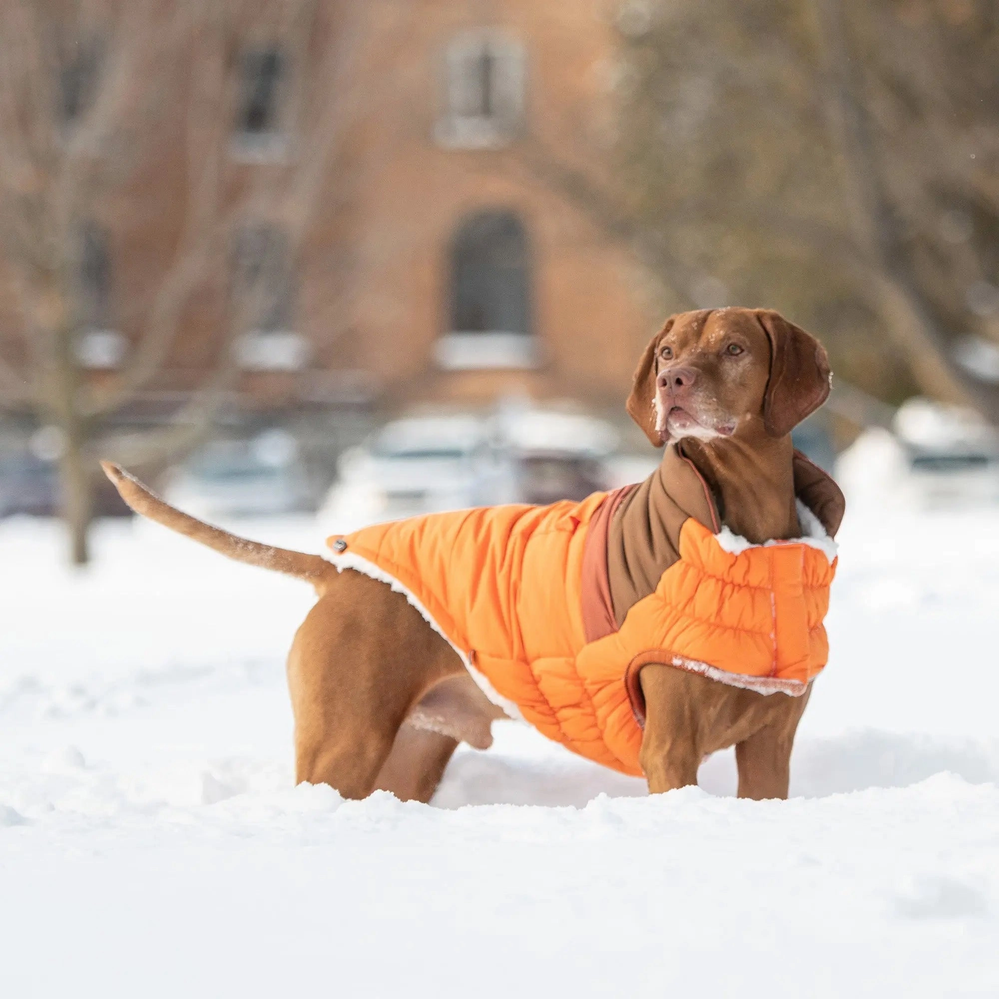 Retro Puffer Dog Coats - Sherpa Lined Water Resistant Dog Coat
