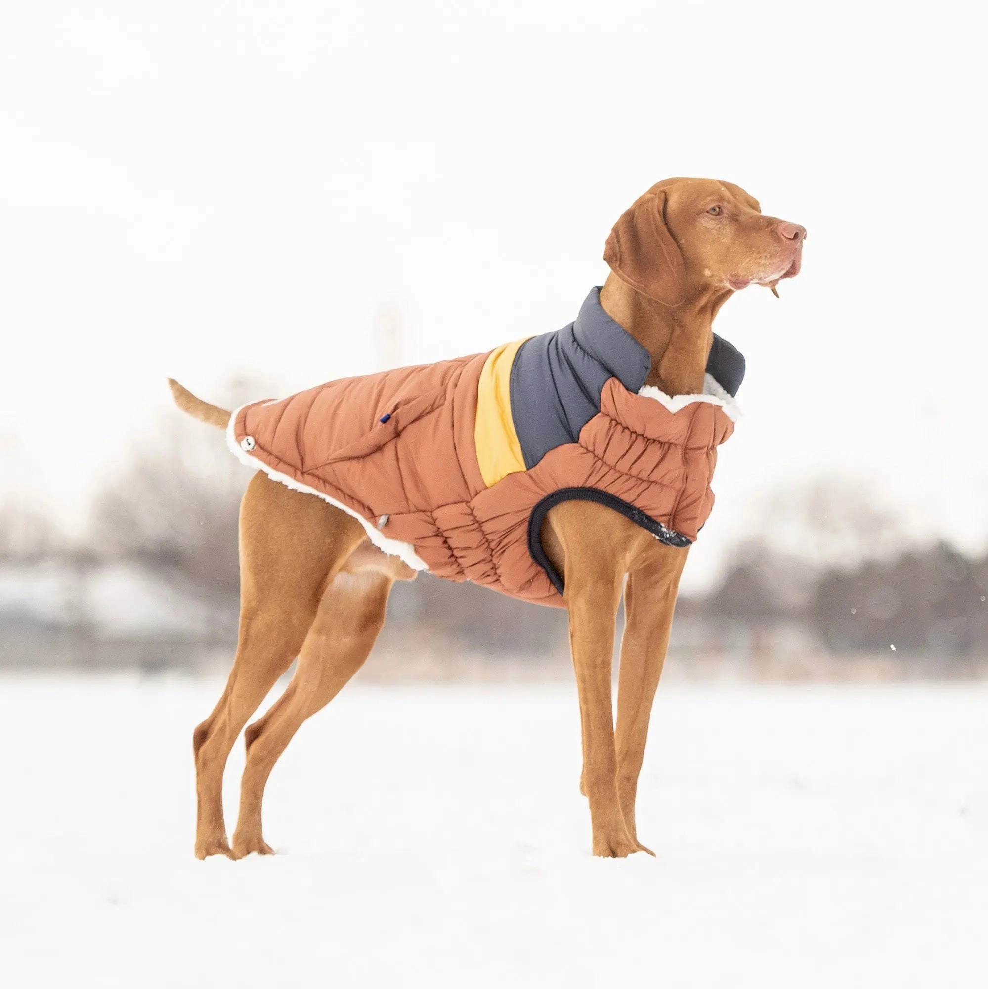 Retro Puffer Dog Coats - Sherpa Lined Water Resistant Dog Coat