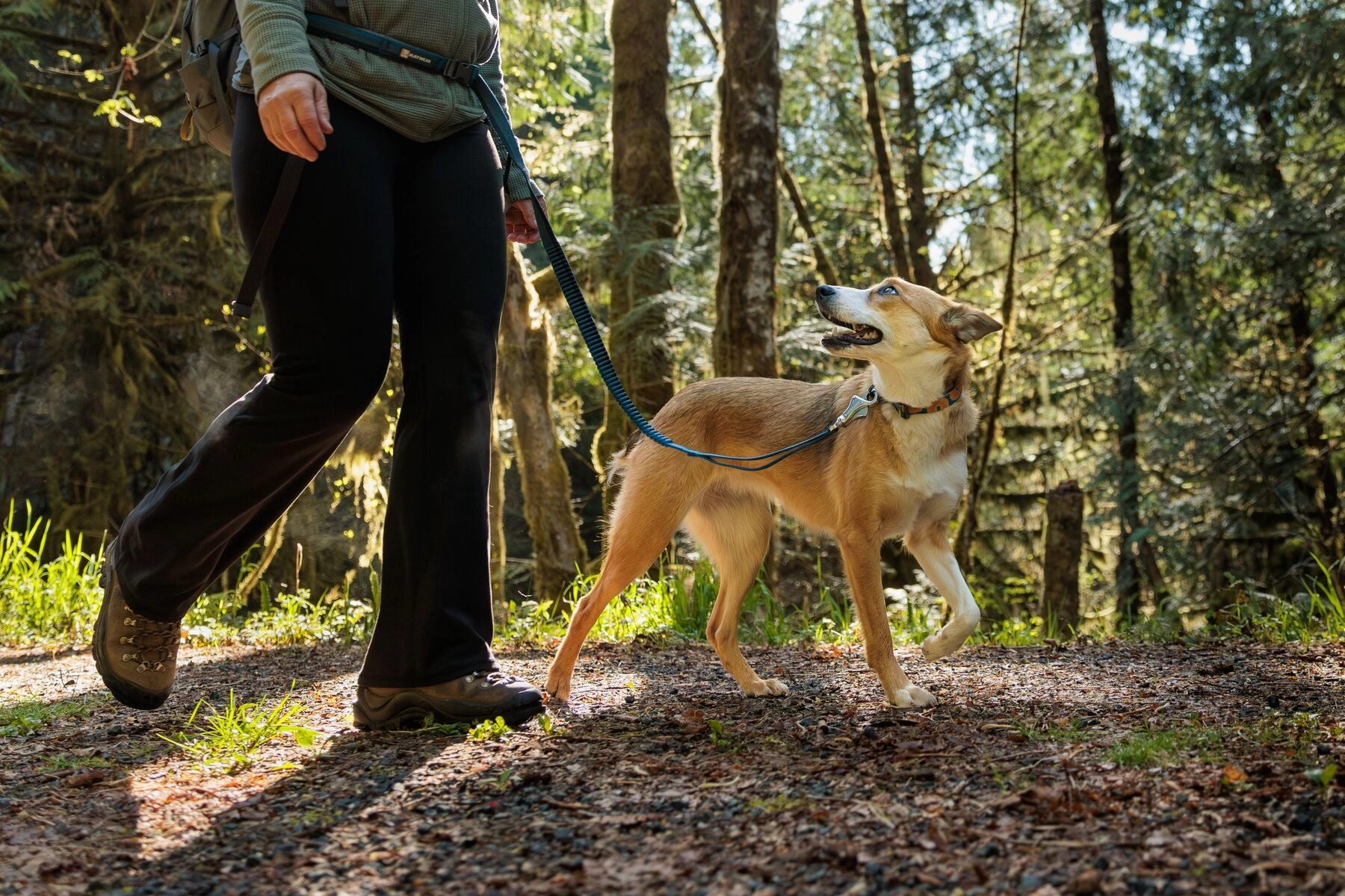 Roamer? Bungee Dog Leash