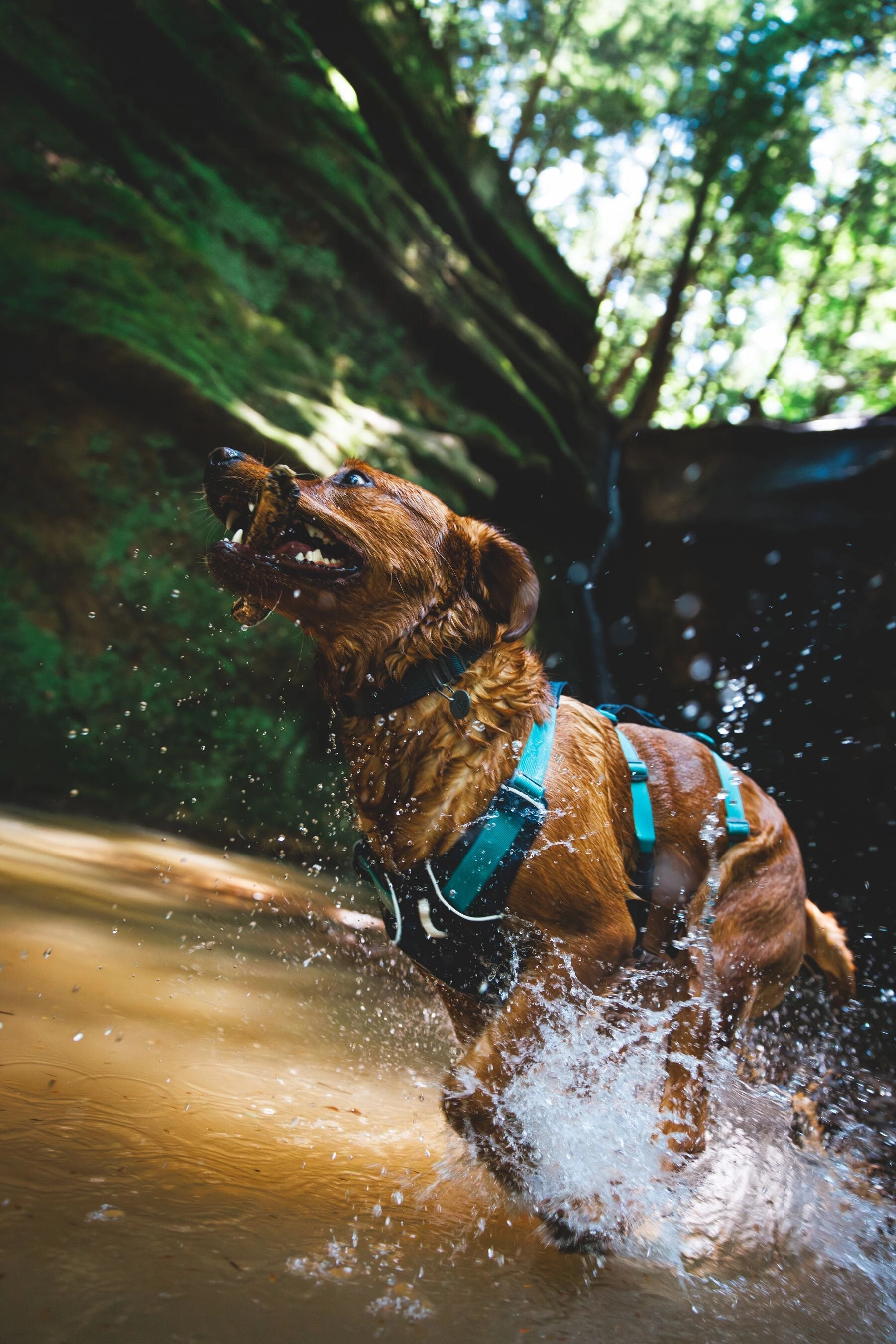 Ruffwear Flagline Padded Dog Harness With Handle