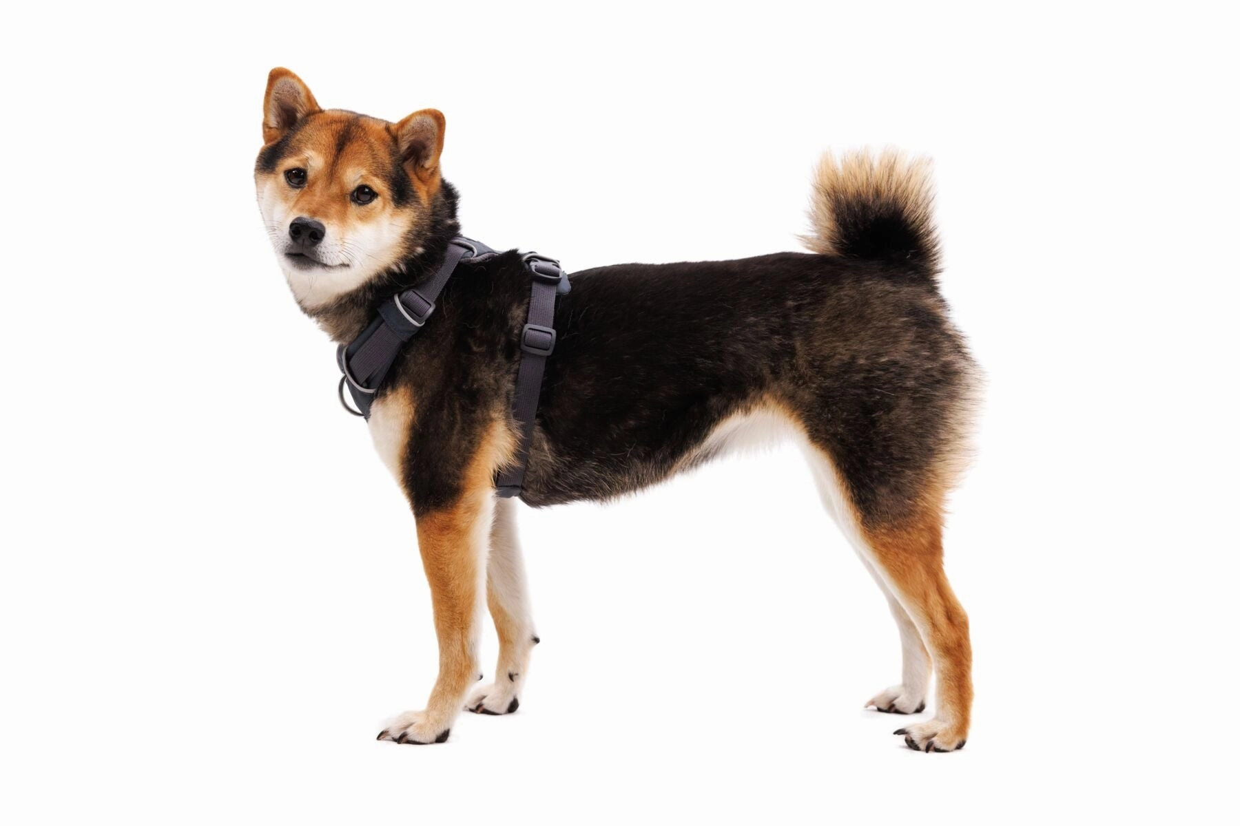 Ruffwear Front Range Harness