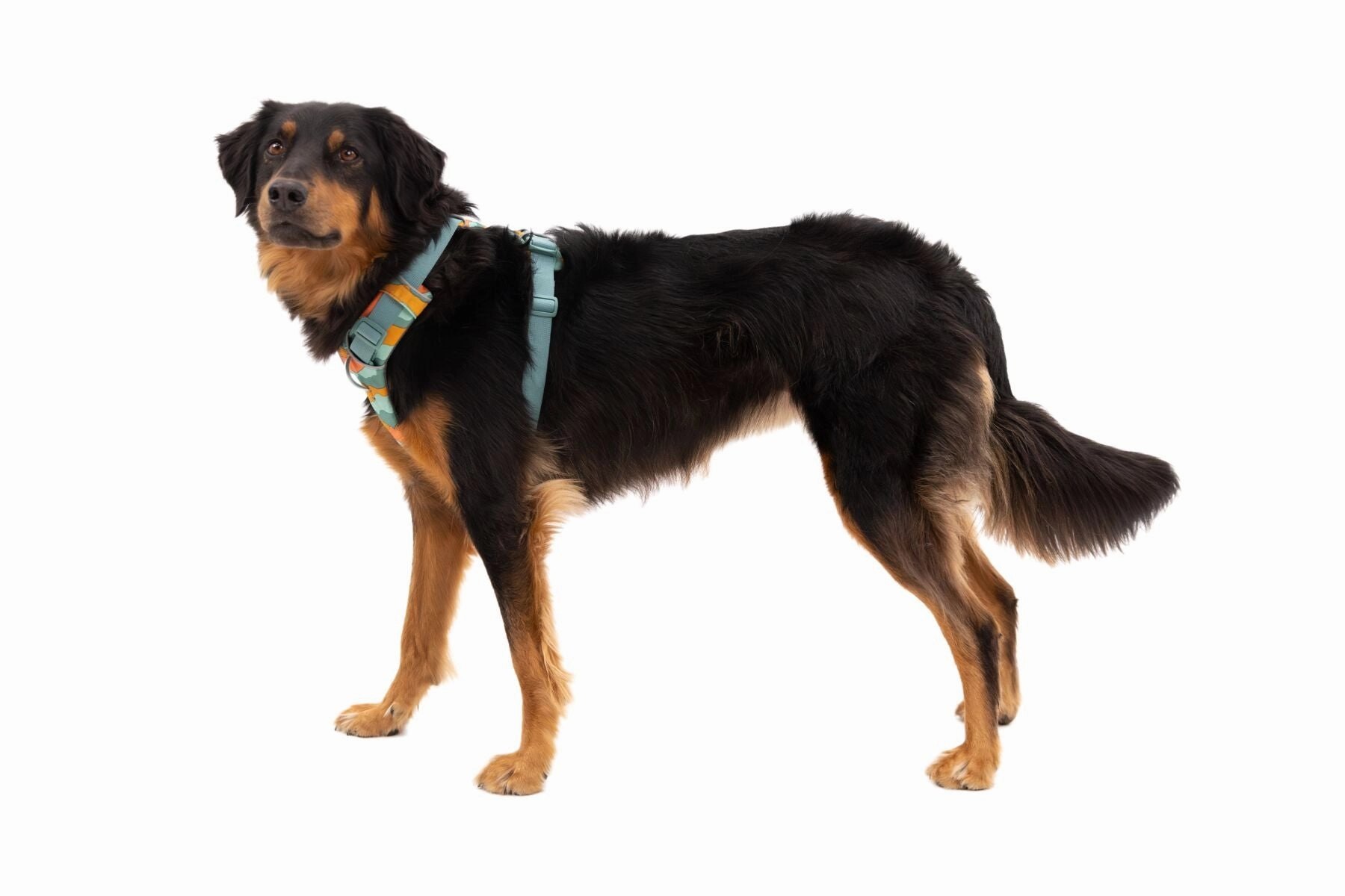 Ruffwear Front Range Harness