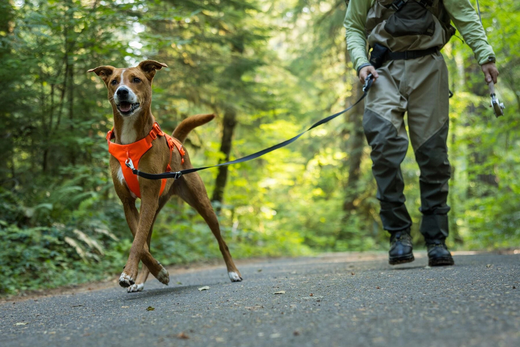 Ruffwear Web Master Harness