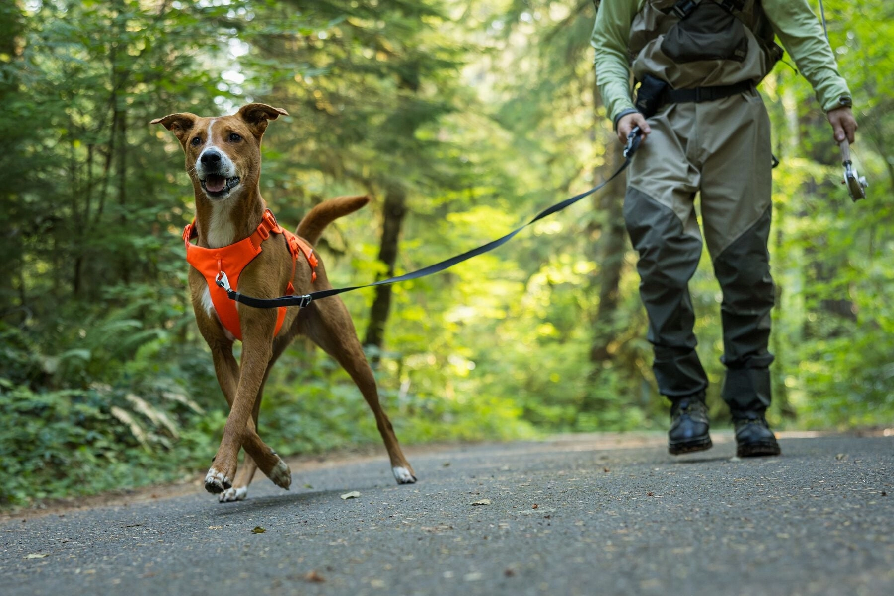 Ruffwear Web Master Harness