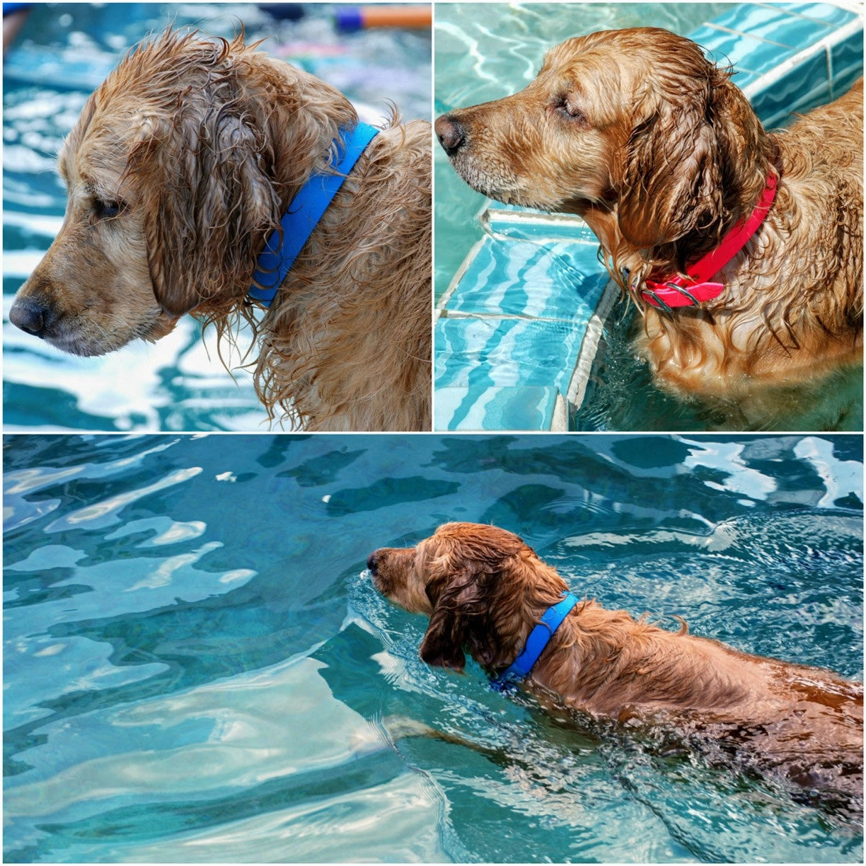 SaltyDog Saltwater Proof Stainless Steel Dog Collars