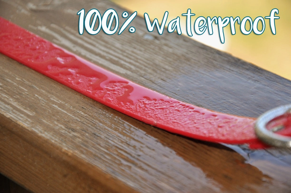 SaltyDog Saltwater Proof Stainless Steel Dog Collars