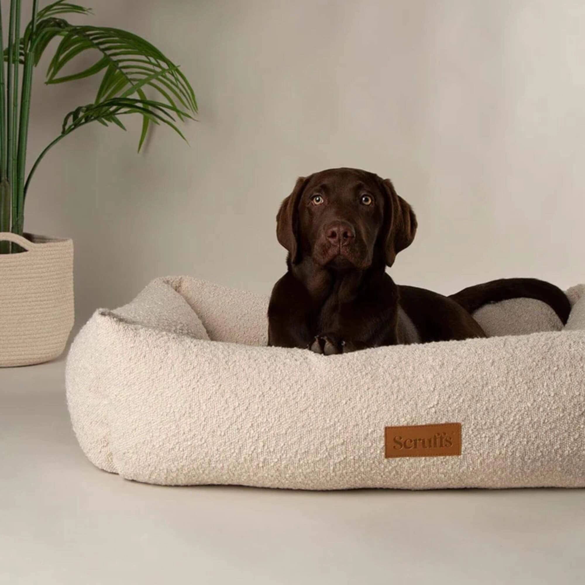 Scruffs Boucle Box Dog Bed