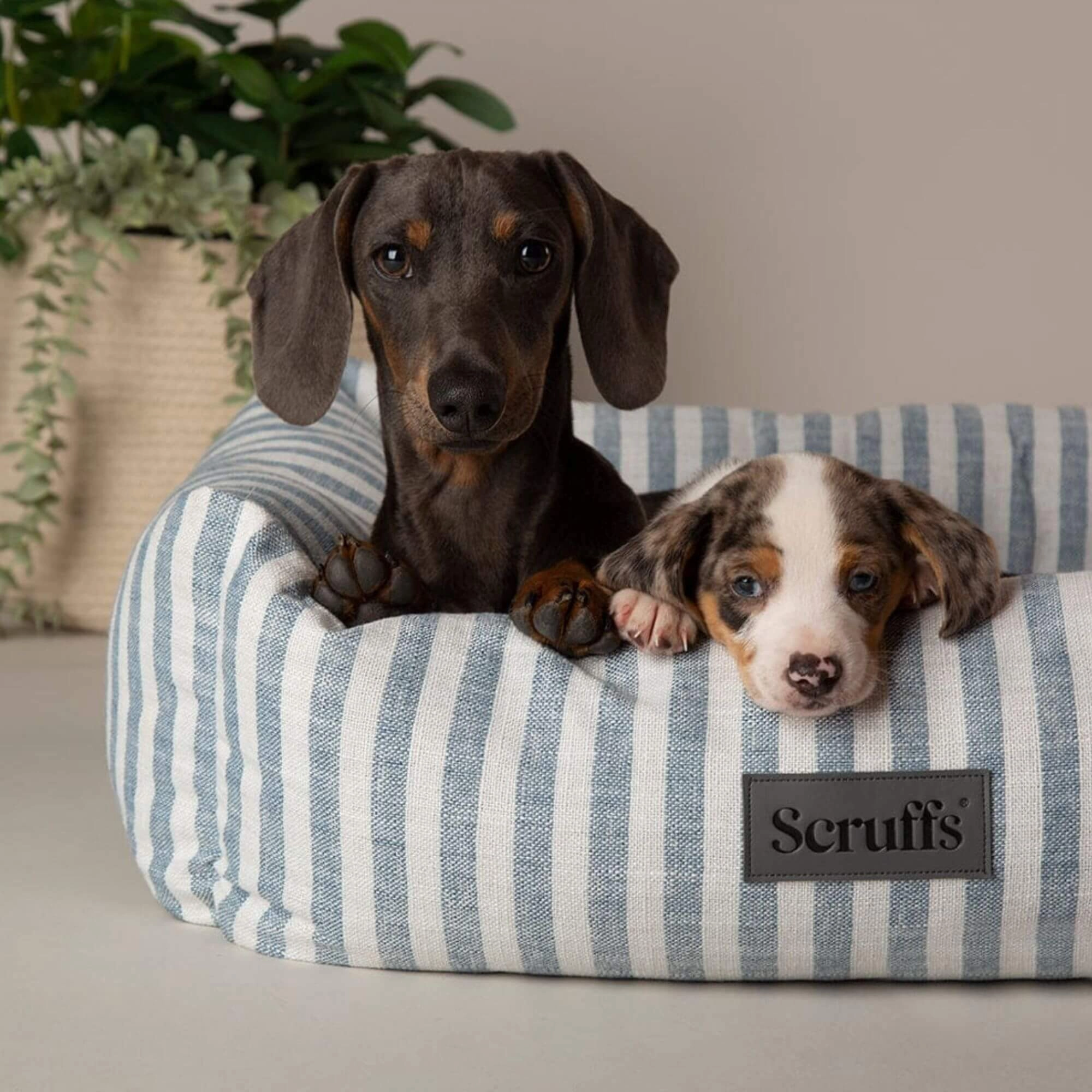 Scruffs Coastal Box Dog Bed