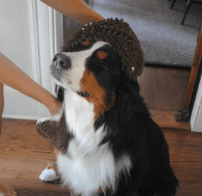 DOG PAW PROTECTION