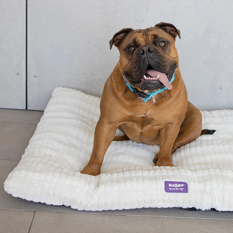 Storm Dog Pillow - Cream