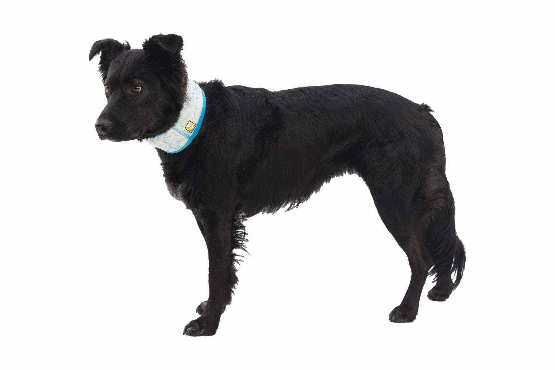 Swamp Cooler Cooling Dog Neck Gaiter