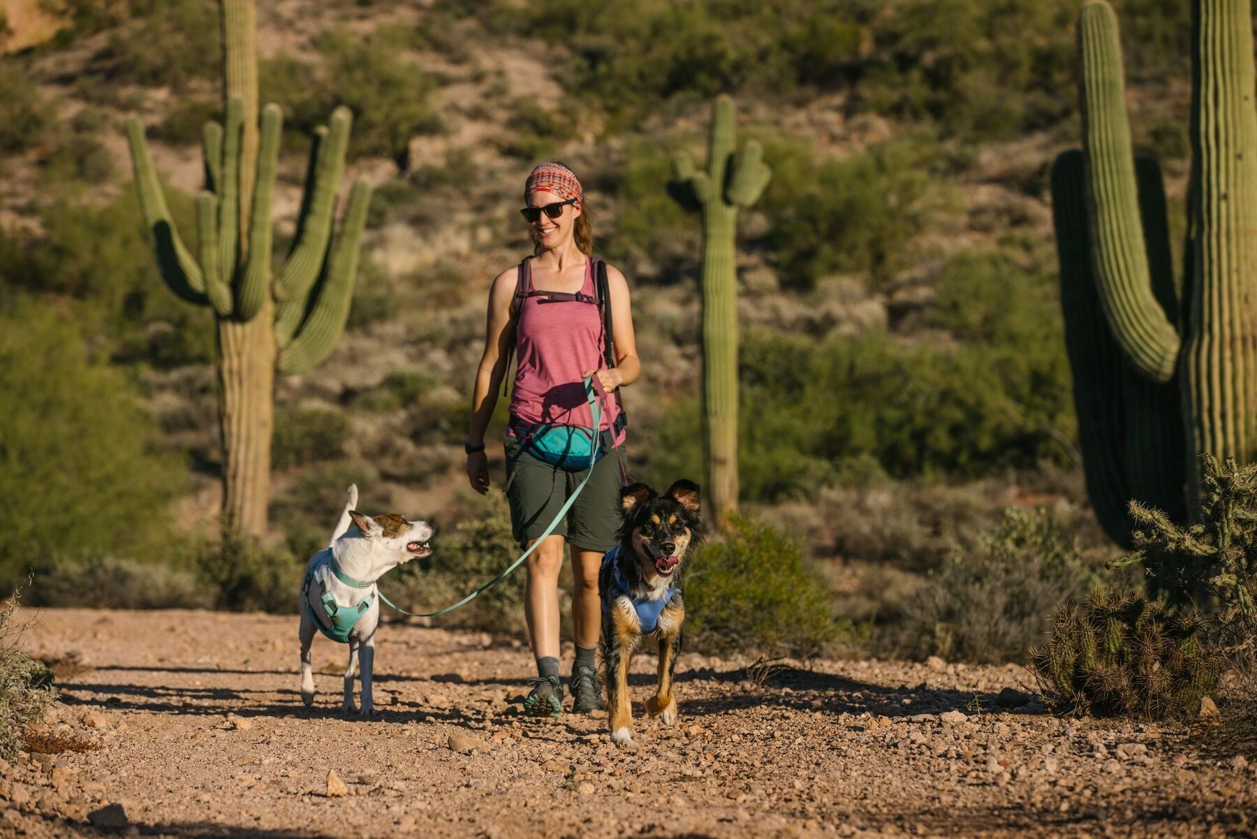 Swamp Cooler Dog Cooling Harness Combo