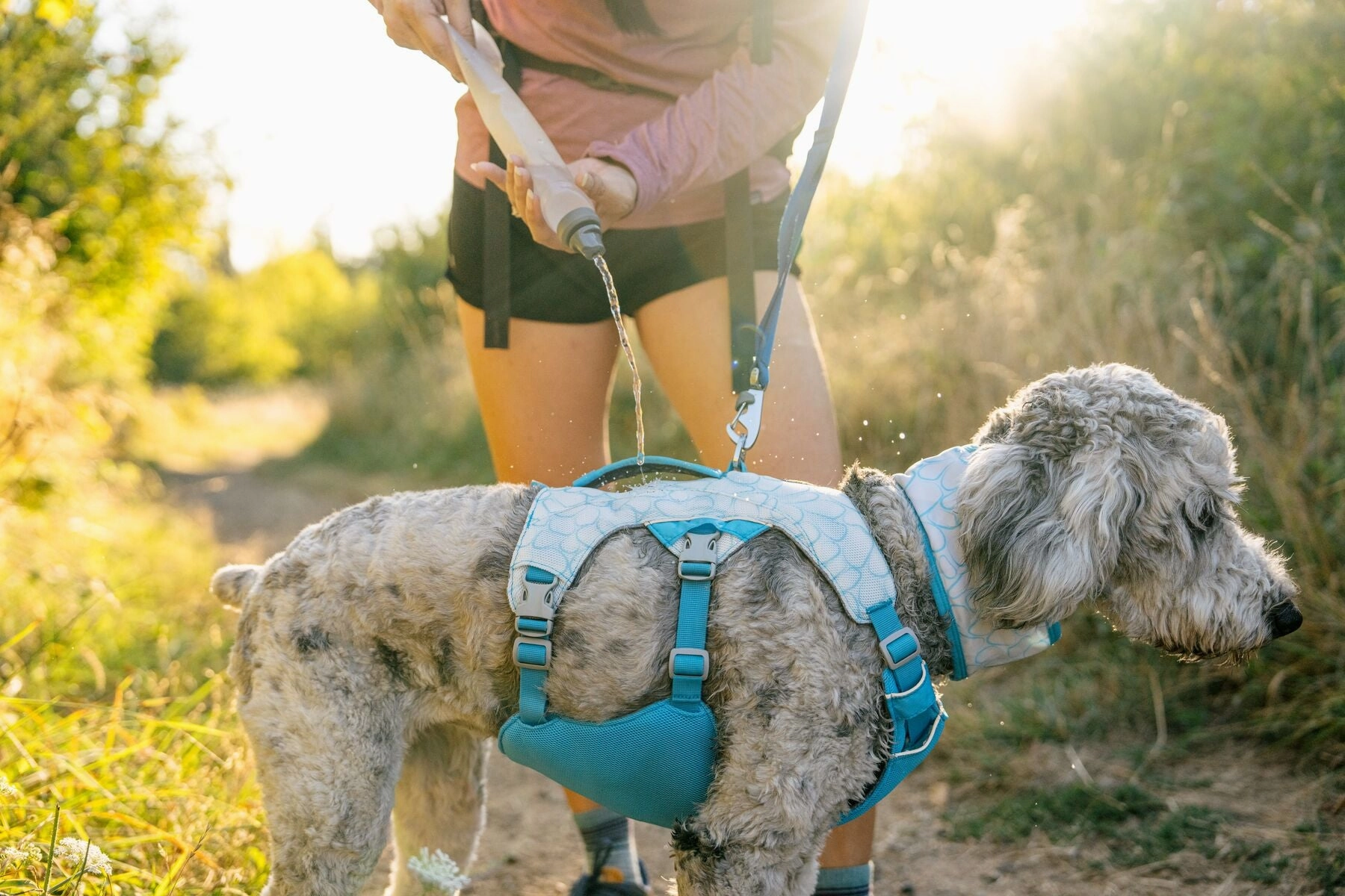 Swamp Cooler Dog Cooling Harness Combo