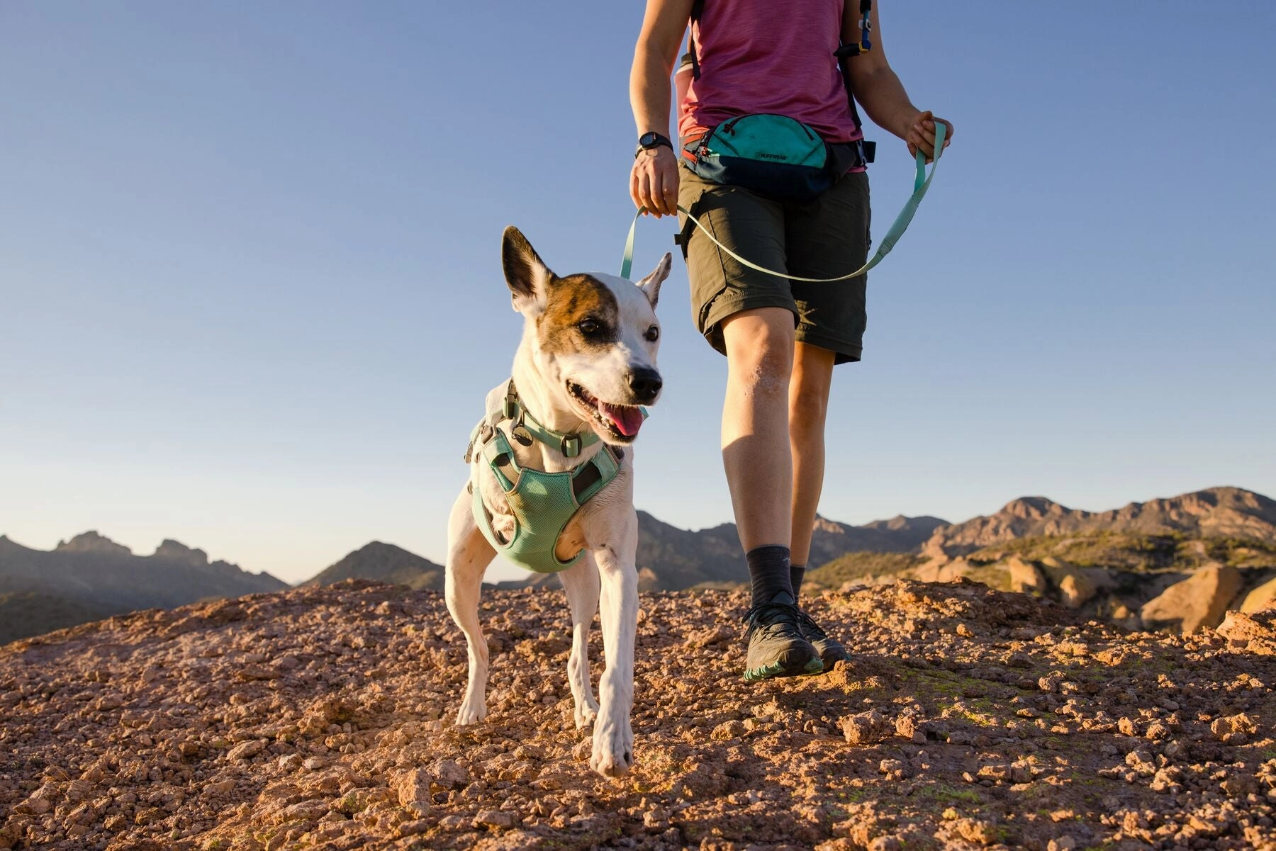 Swamp Cooler Dog Cooling Harness Combo