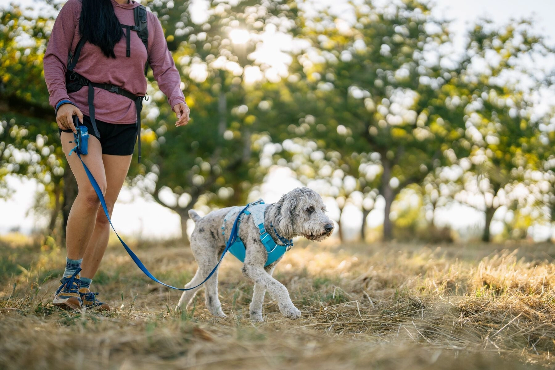 Swamp Cooler Dog Cooling Harness Combo