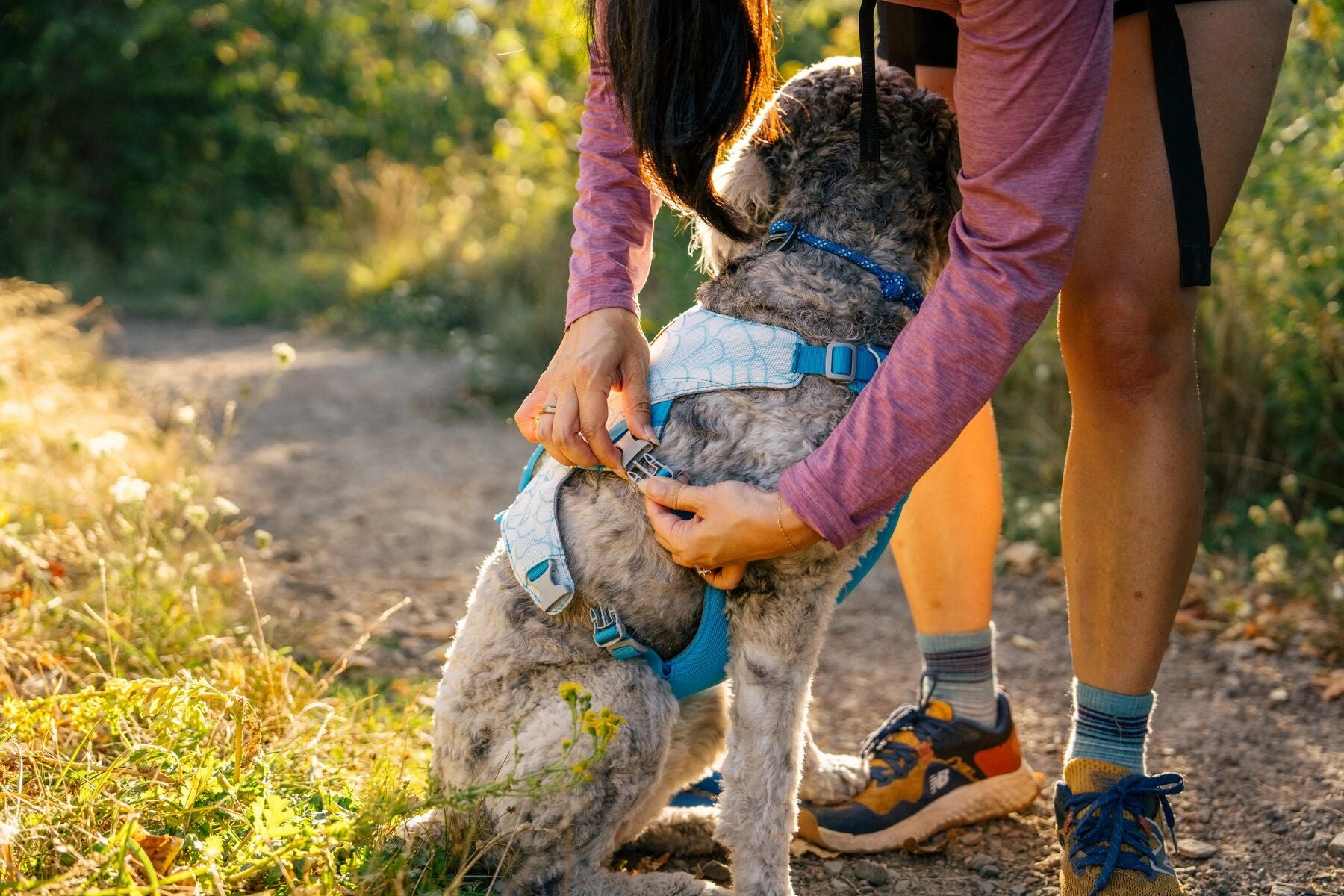 Swamp Cooler Dog Cooling Harness Combo