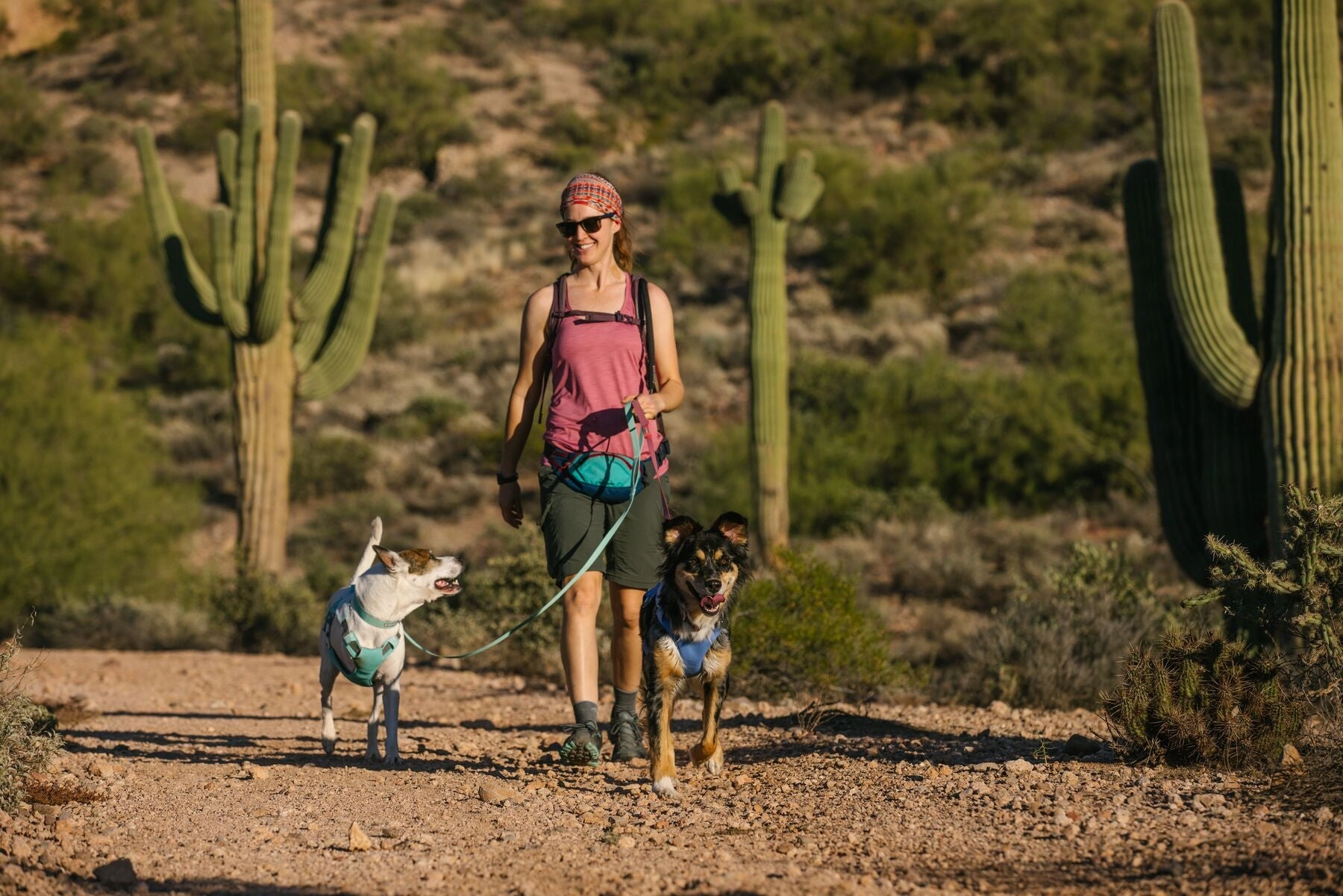 Swamp Cooler Dog Cooling Harness Combo