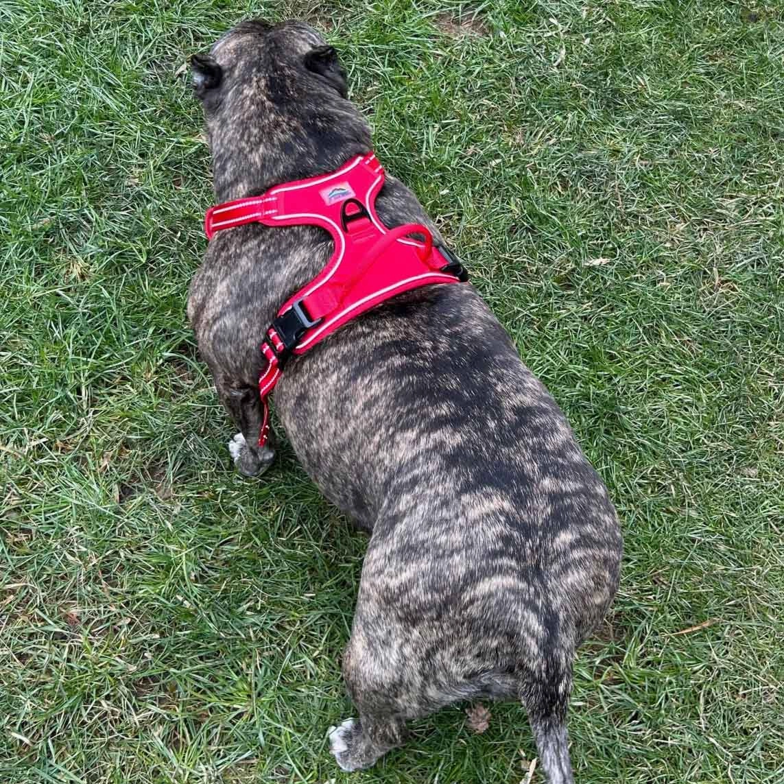 Venture Paw Mesh Lined Dog Harnesses
