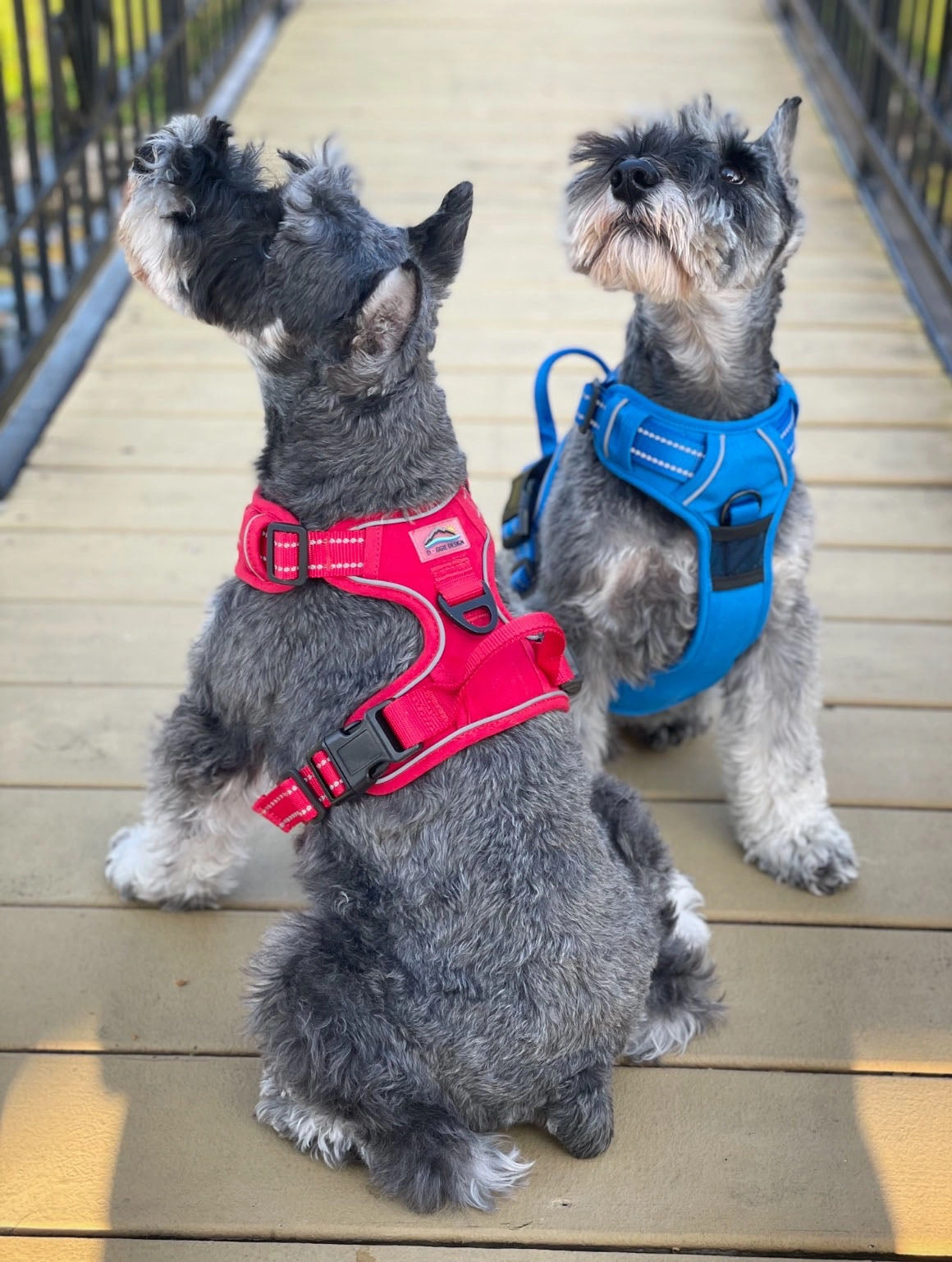 Venture Paw Mesh Lined Dog Harnesses
