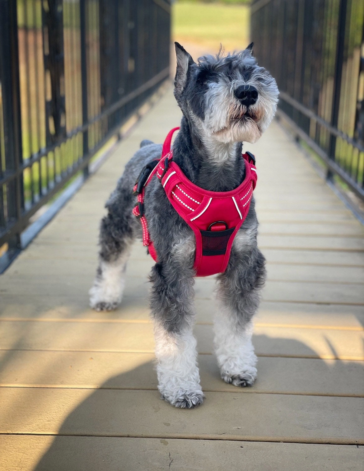 Venture Paw Mesh Lined Dog Harnesses