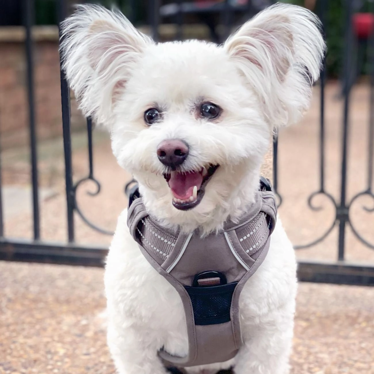 Venture Paw Mesh Lined Dog Harnesses