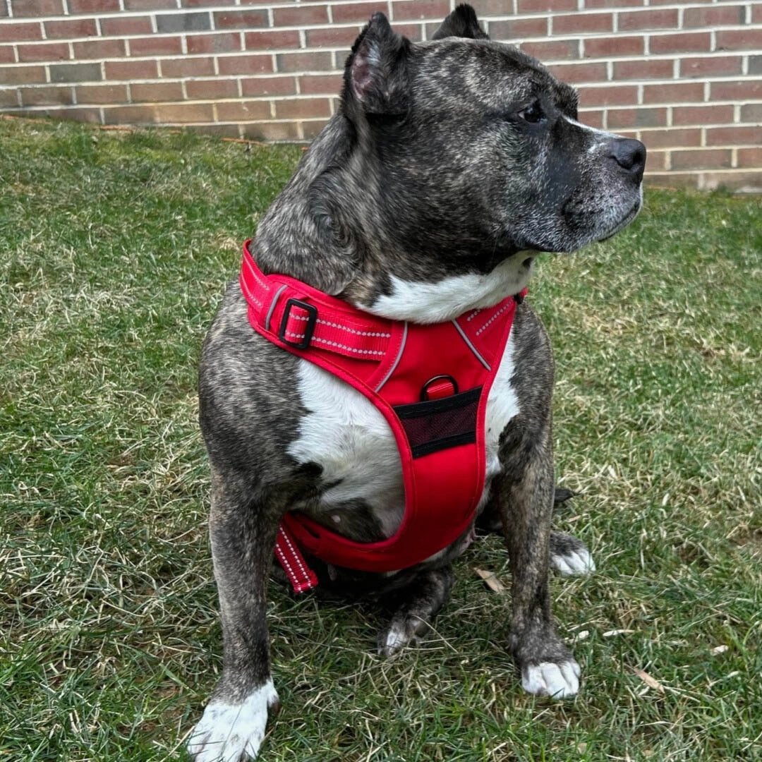 Venture Paw Mesh Lined Dog Harnesses