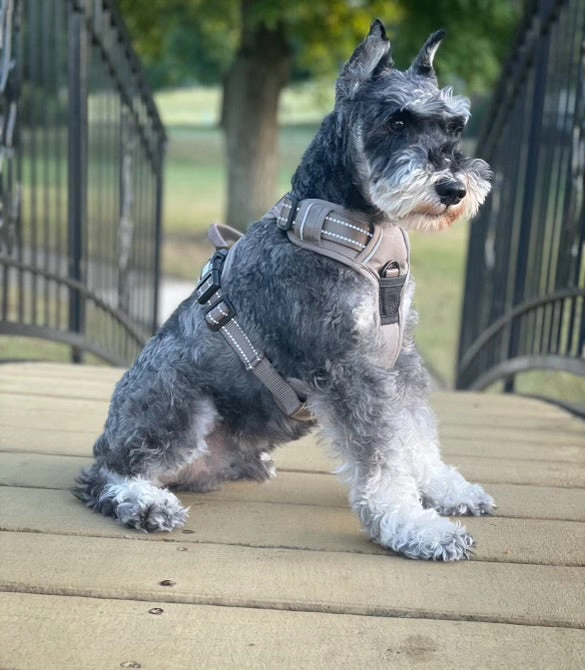 Venture Paw Mesh Lined Dog Harnesses