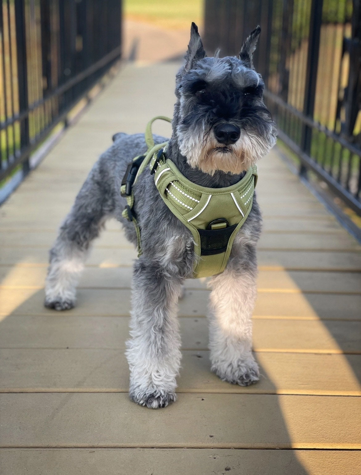 Venture Paw Mesh Lined Dog Harnesses