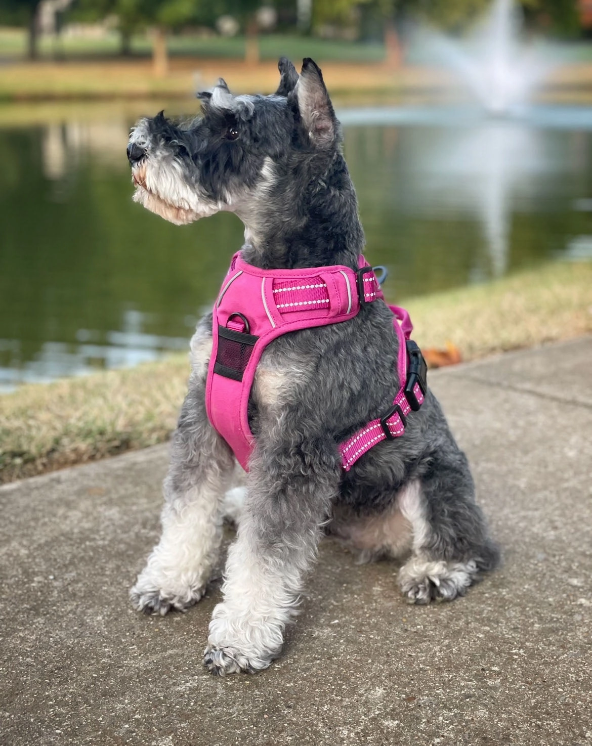 Venture Paw Mesh Lined Dog Harnesses